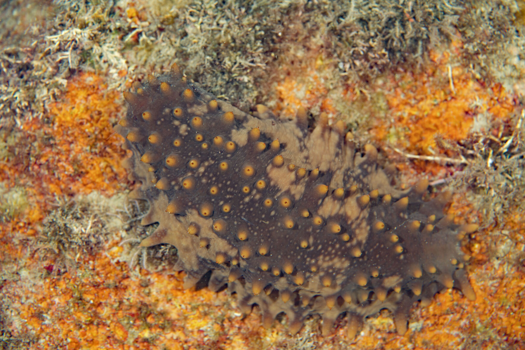 Night diving, San Carlos, Mex.